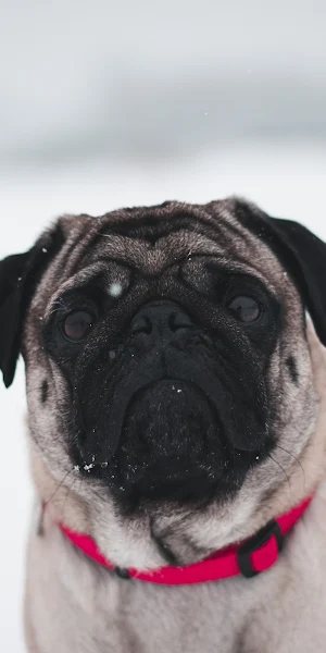 Pug In Snow 4K iPhone Wallpaper Background