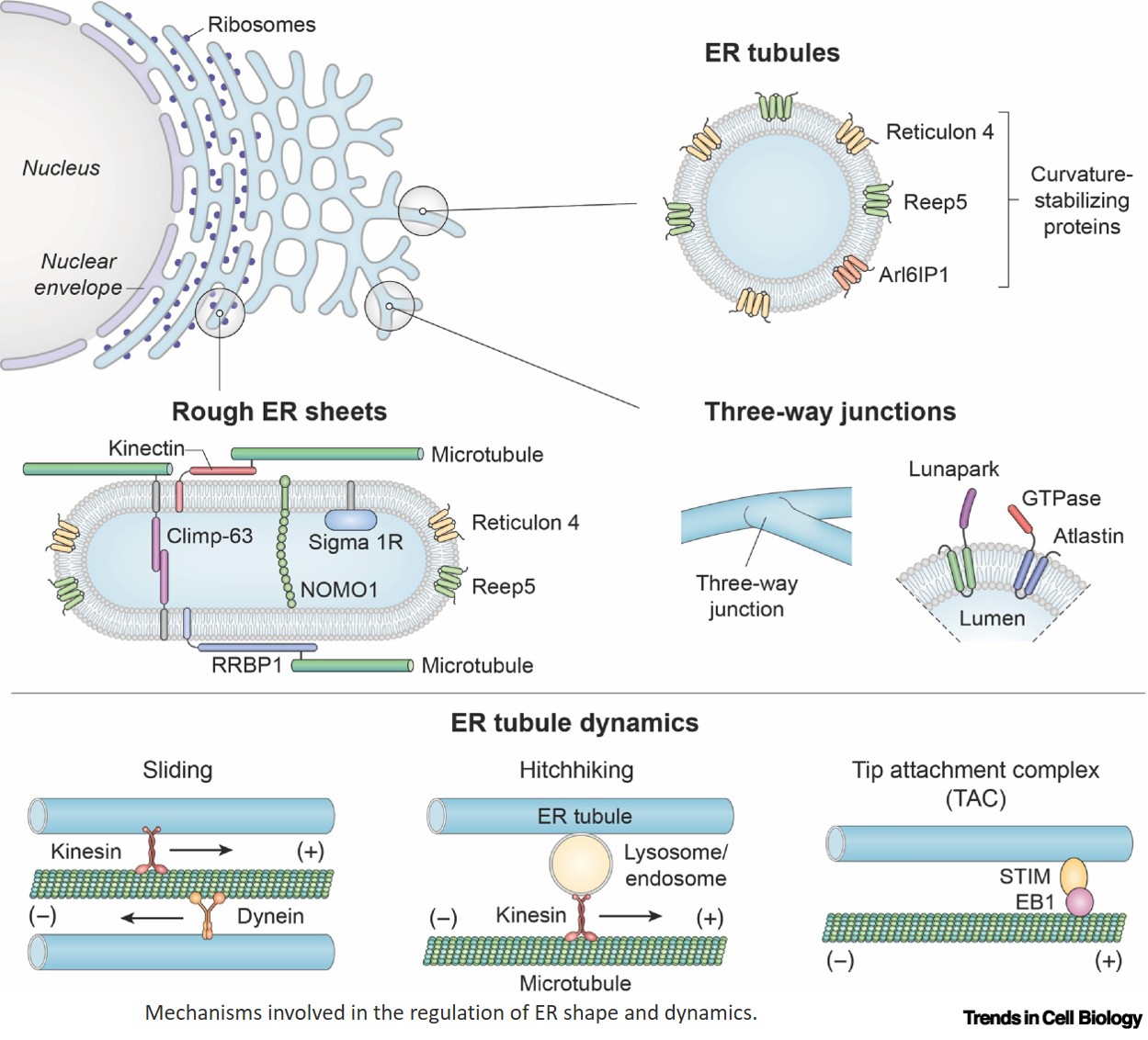 Endoplasmic reticulum architecture in liver metabolic regulation