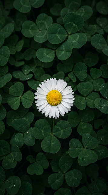 Top-Down View of a Single White Daisy in a Dense Patch of Green Clovers - Free mobile Wallpaper