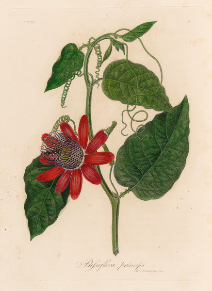 Passiflora princeps 1818 1824