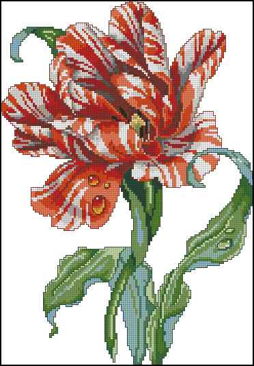 CMP 170155 Striped Parrot Tulip