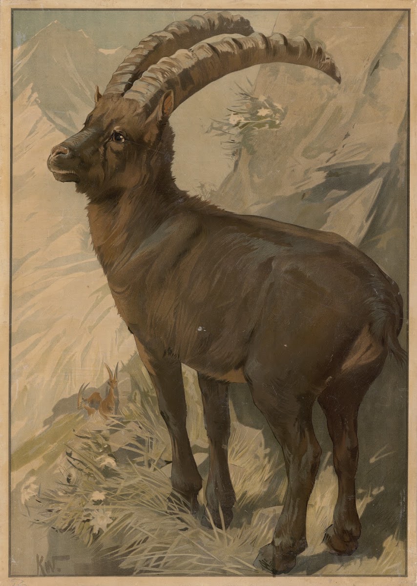 Stenbuk 1895