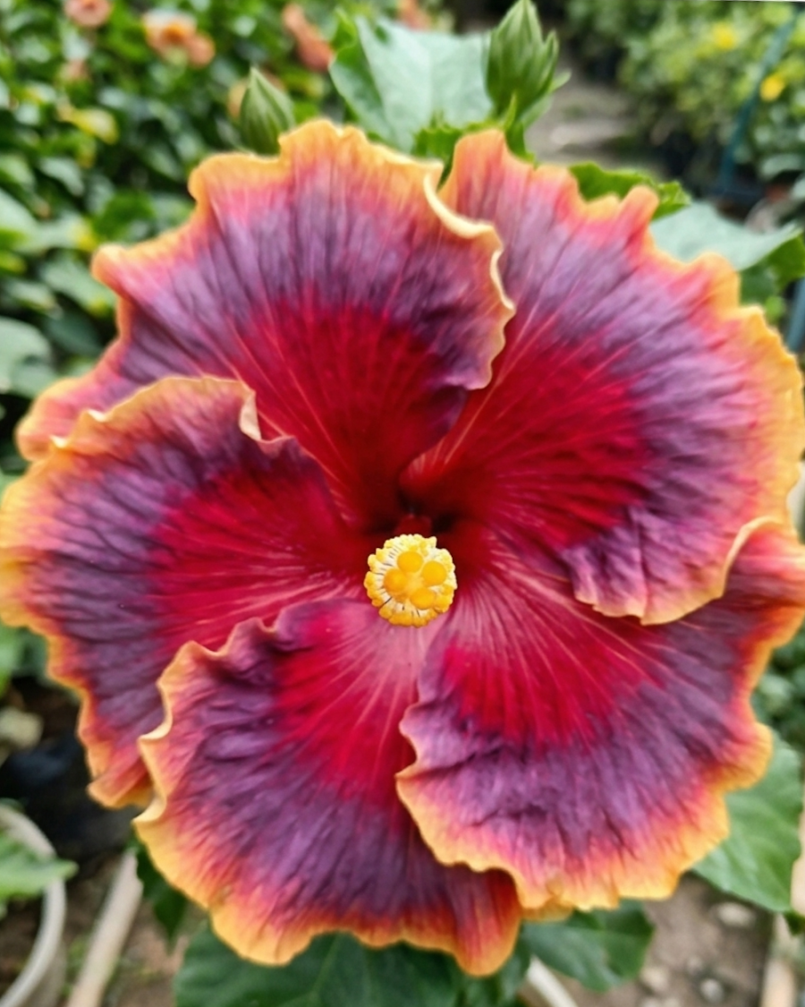 Hibiscus Night Runner — view 3