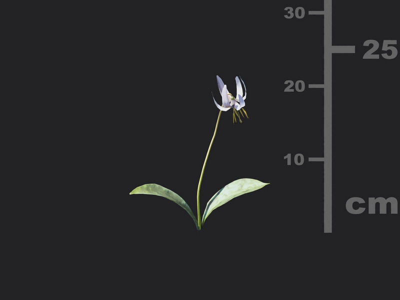 Maxtree - Plant Models Vol.116