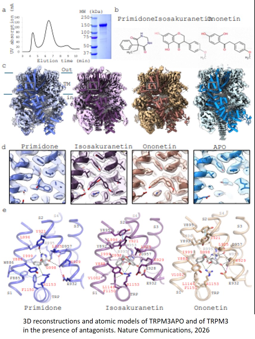 Stereoselectivity and functional plasticity of a common ligand-binding pocket in TRPM3