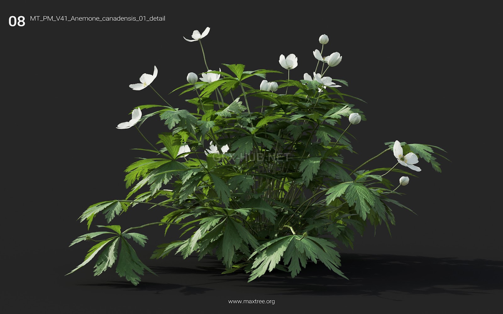 Maxtree - Plant Models Vol.41