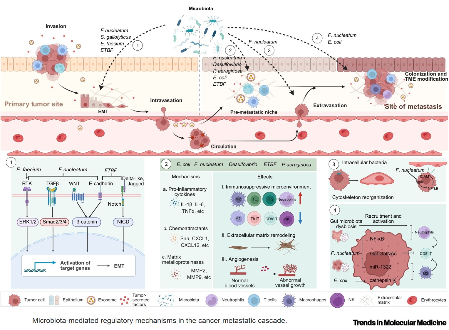 Microbiota for cancer metastasis therapy