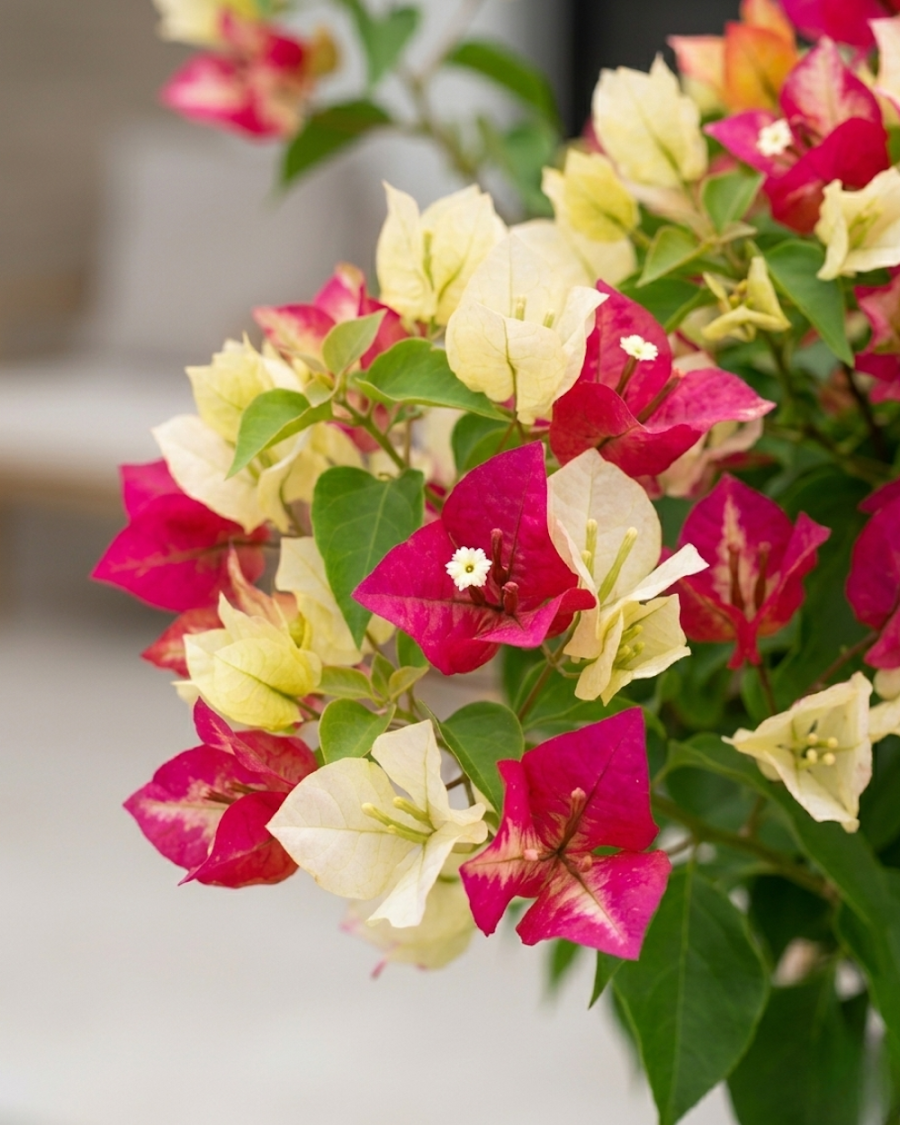 Imported Sufia Indiana Bougainvillea Plant — view 5