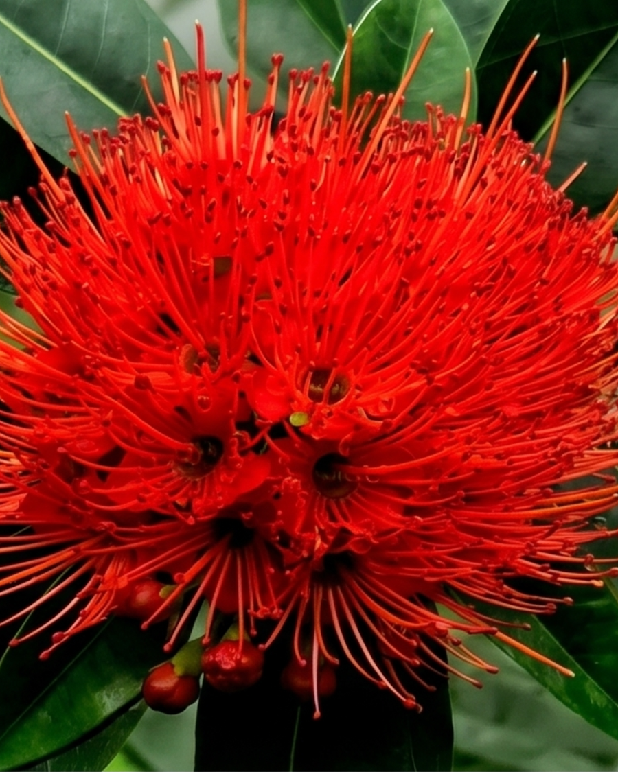 First Love Red Plant — view 2