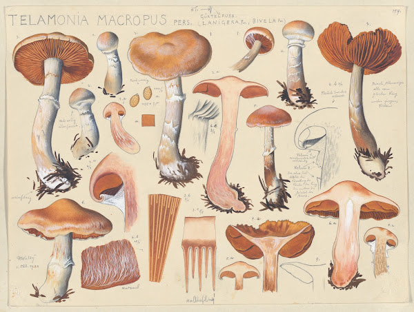 Telamonia macropus Pers 1915 1945