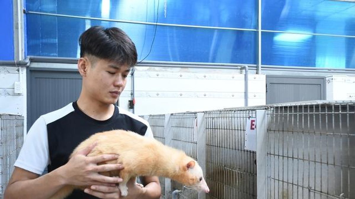 Khám phá trang trại nuôi chồn hương đặc biệt ở TP Đồng Nai - Báo Người Lao Động