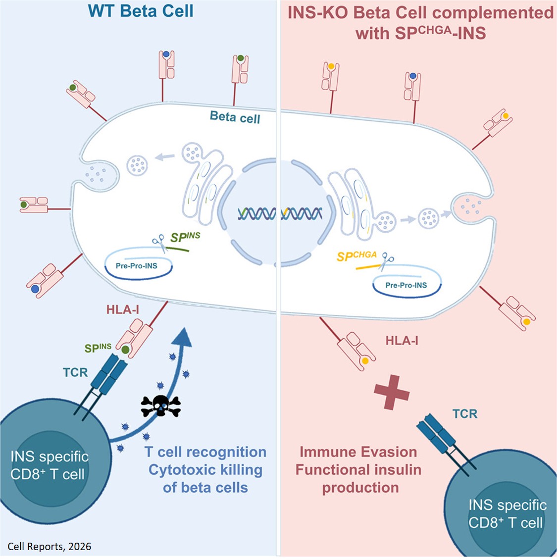 Engineering the insulin signal peptide to protect human pancreatic beta cells from autoimmune destruction