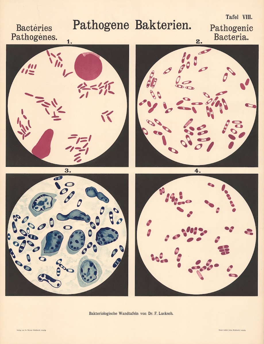 Pathogenic Bacteria Pl08 19th20th century