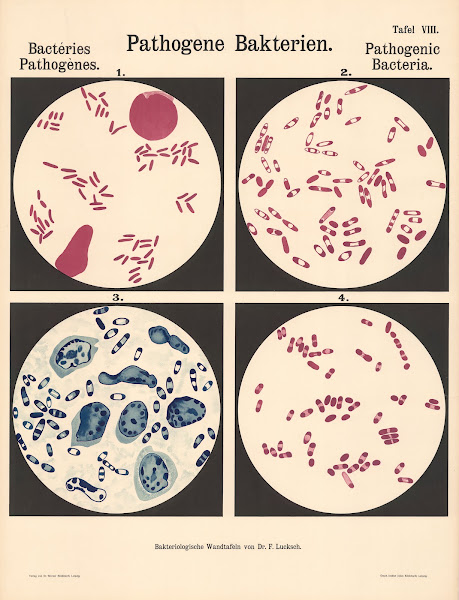Pathogenic Bacteria Pl08 19th20th century