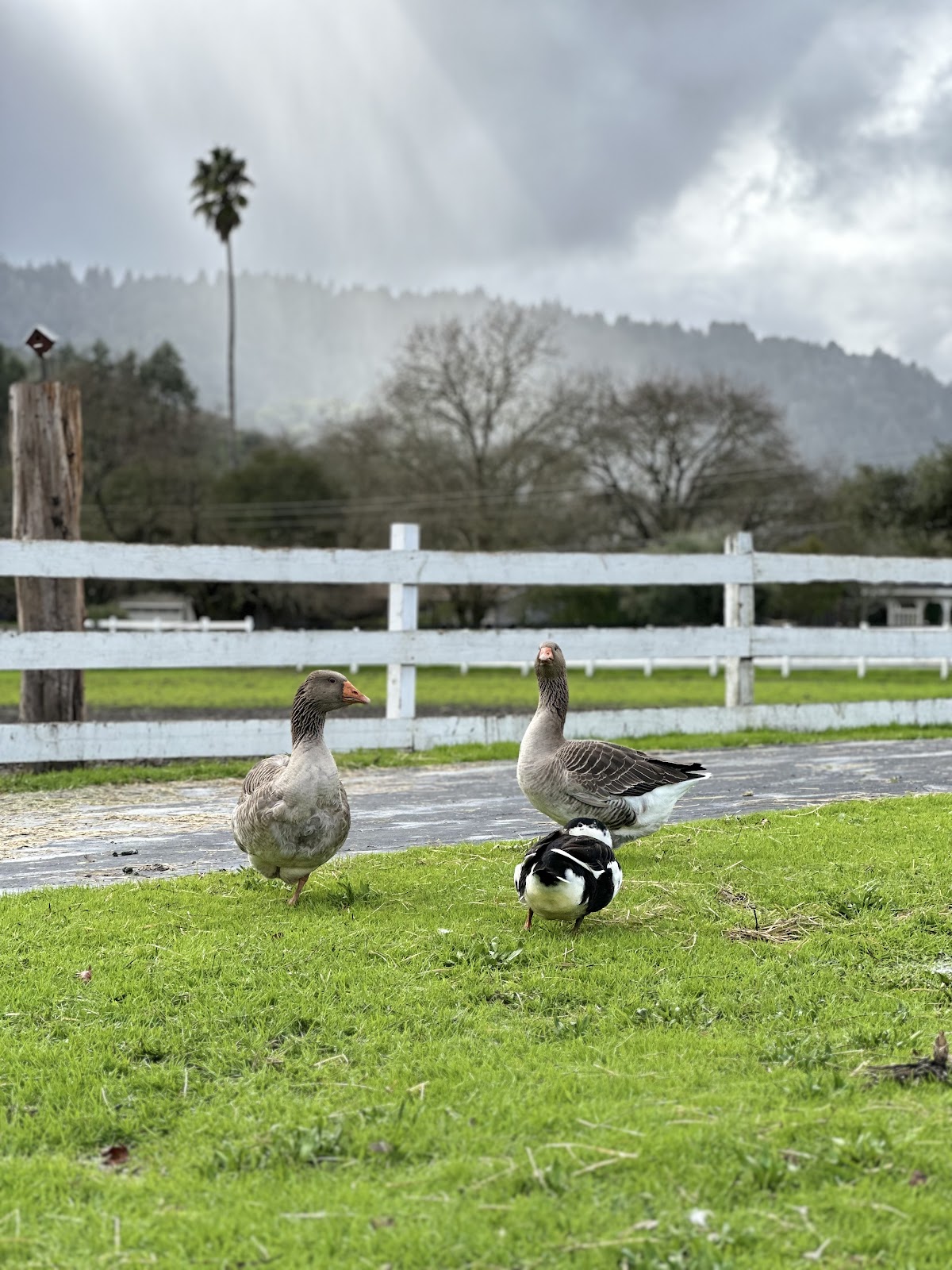French Toulouse Goose, Magpie