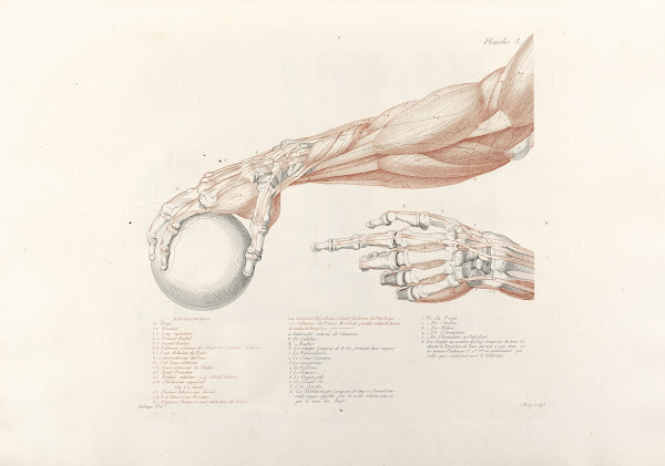 Anatomie du gladiateur combattant Pl04 1812