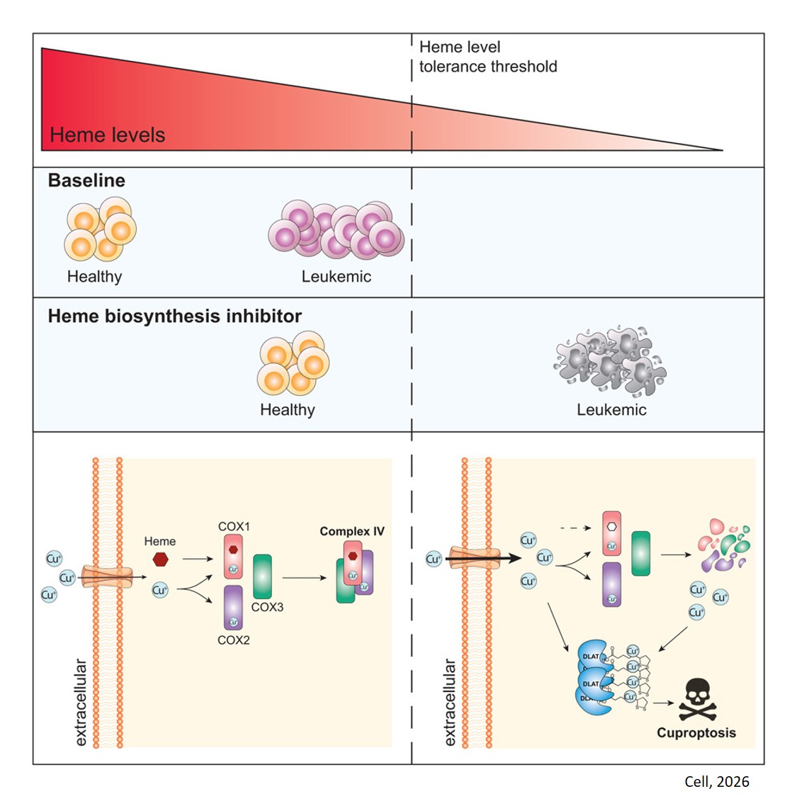 Cuproptosis in acute myeloid leukemia from heme biosynthesis inhibition
