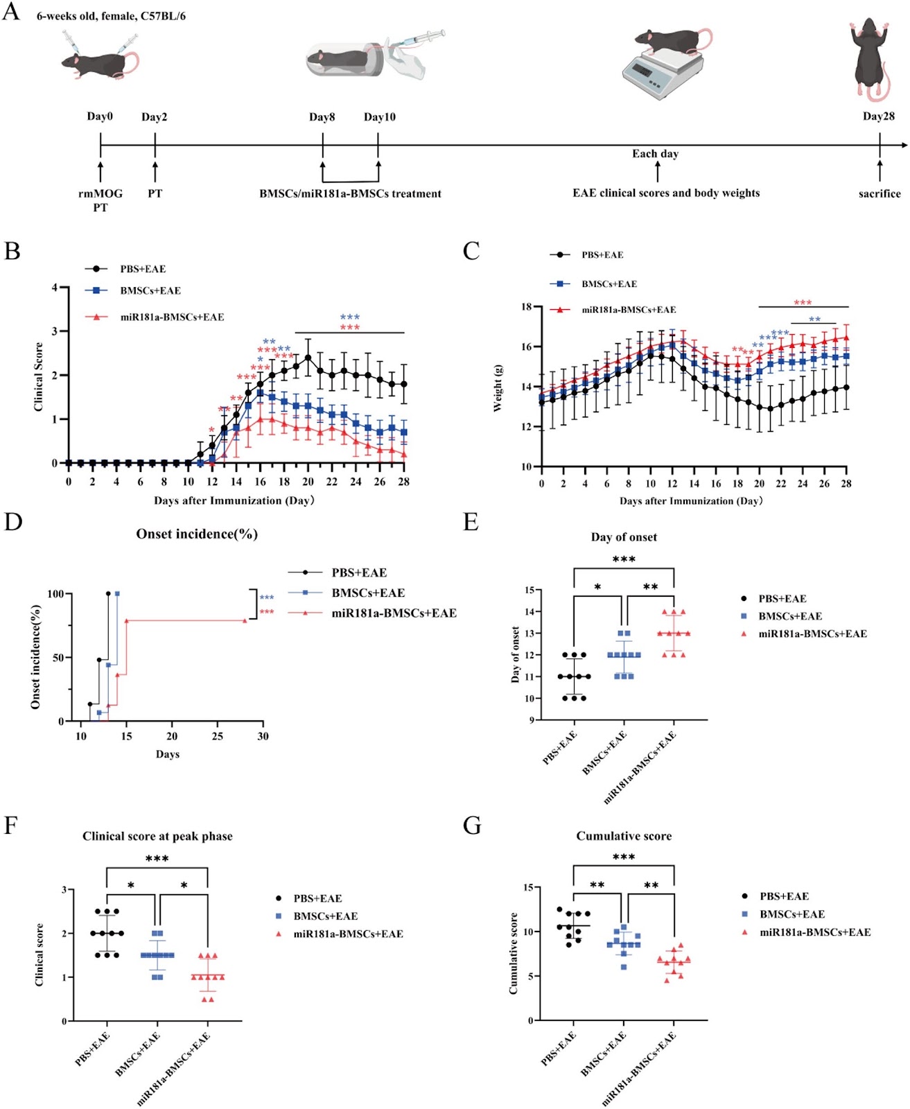 Synergistic potential of bone marrow mesenchymal stem cells and miR181-a combinational therapy against multiple sclerosis