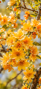 Golden Spring Blossoms on Tree Branch in Bright Sunlight