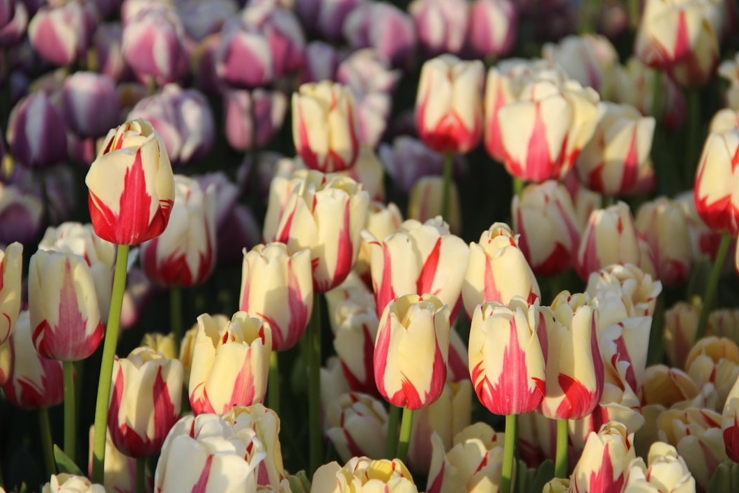 2026 태안 튤립 축제: VIP 전략