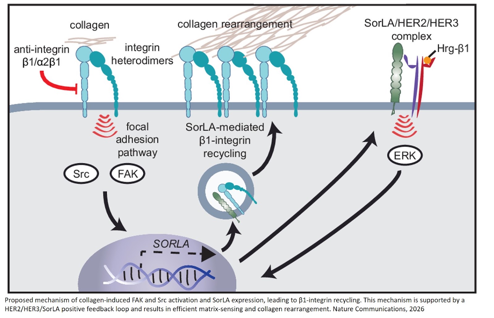 Signaling downstream of tumor–stroma interaction regulates mucinous colorectal adenocarcinoma apicobasal polarity
