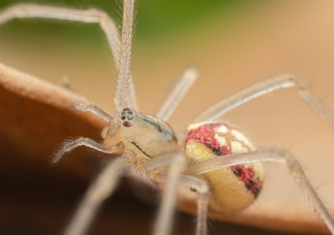 Enoplognatha