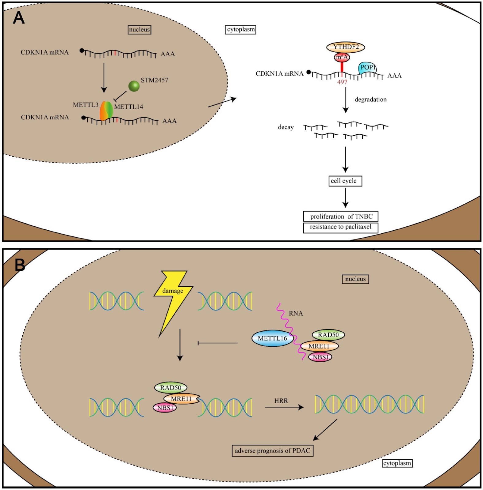 The dual role of RNA-binding proteins: promotion of tumorigenesis, drug resistance, and emerging therapeutic targets