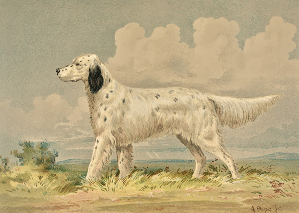 Standing English Setter facing left 1880