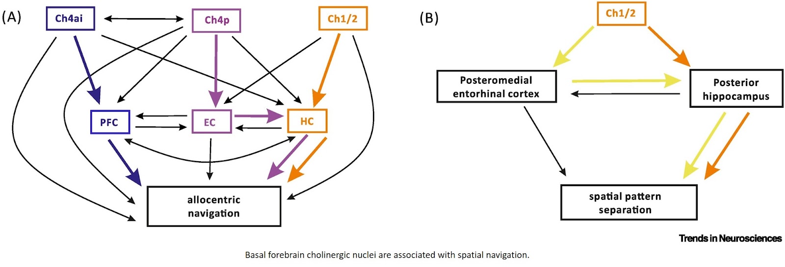 Basal forebrain and spatial navigation in neurodegenerative diseases