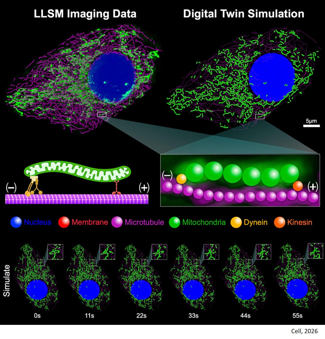 Whole-cell particle-based digital twin simulations from 4D lattice light-sheet microscopy data