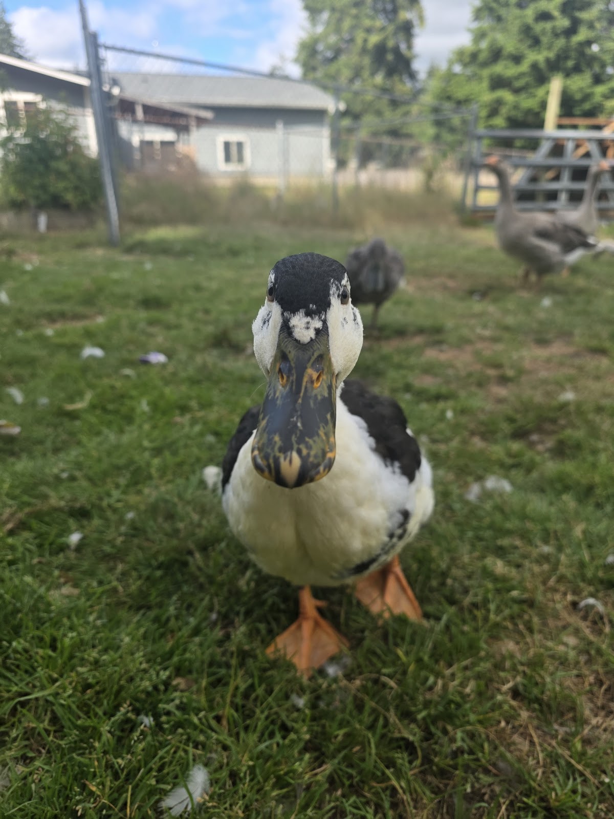 Magpie