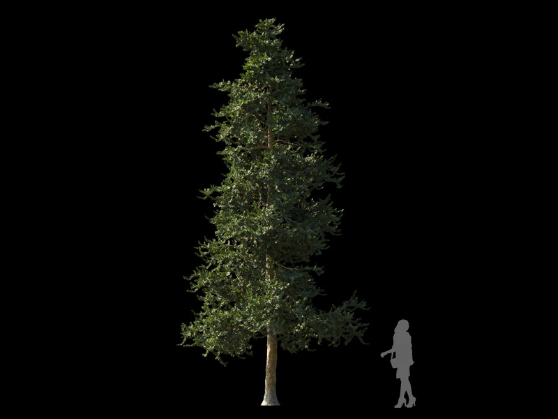 Maxtree - Plant Models Vol.120
