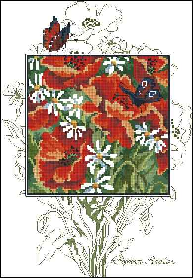 CMP 170086 Poppies In Daisies
