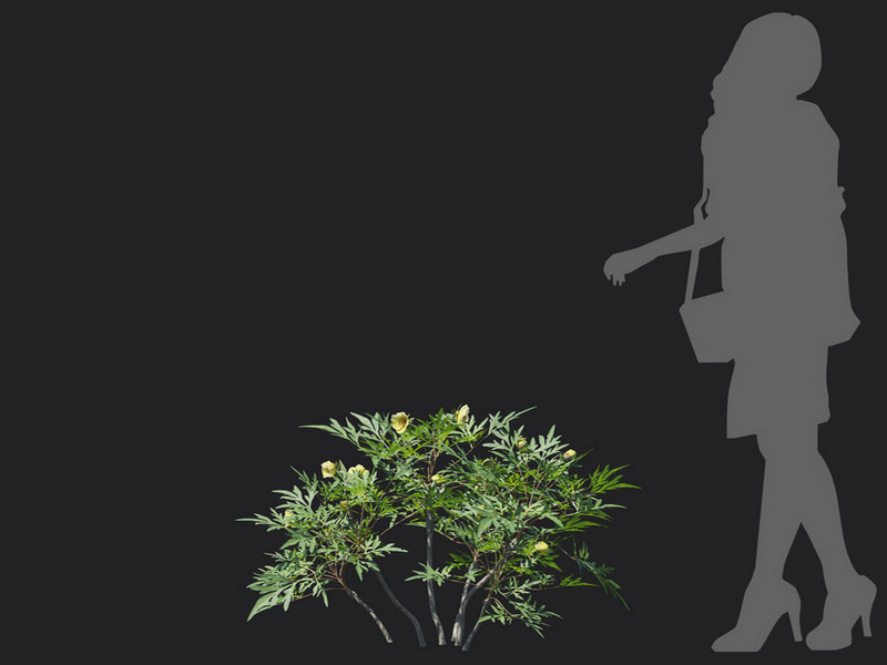 Maxtree - Plant Models Vol.129