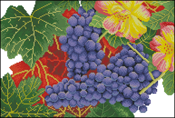 CMP XN9011 Grapes