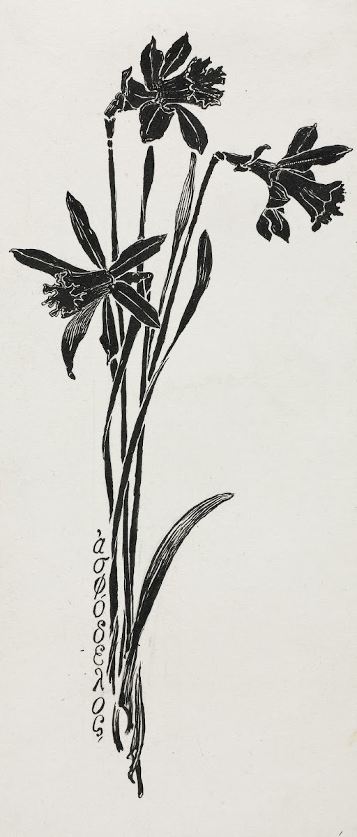 Daffodils c 18571911