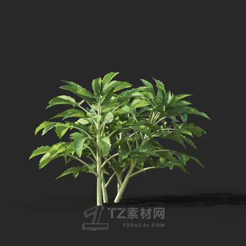 Maxtree - Plant Models Vol.60