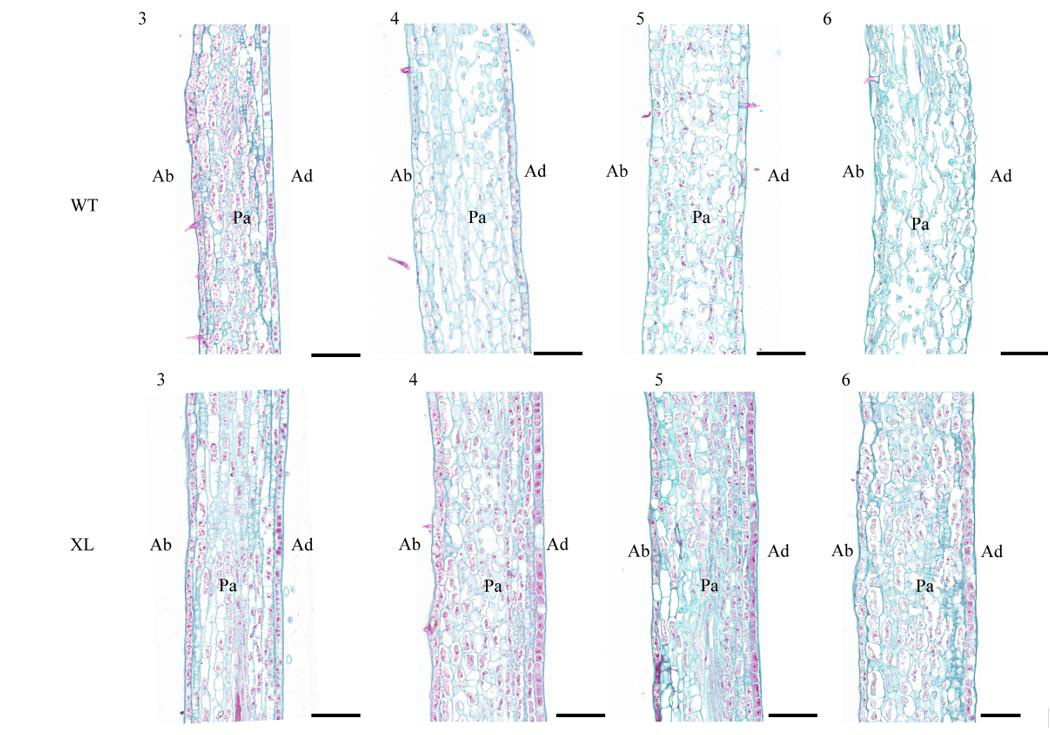 Correlation Research of Corolla Non-Opening Phenotype with Cell Morphology and XTH/EXP-PME Expression Characteristics in Lonicera macranthoides