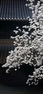 White Magnolia Blossoms Against Dark Temple Roof