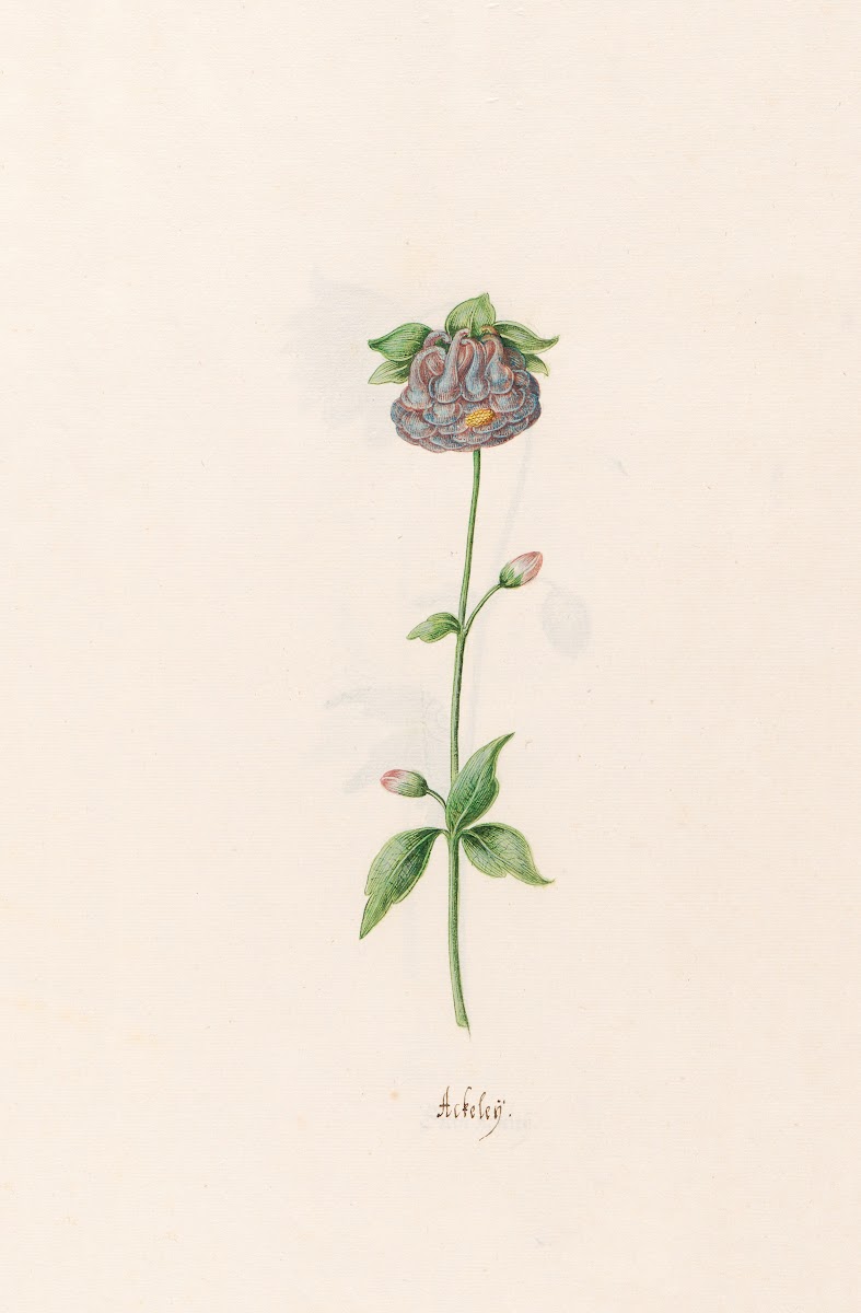 Ackeleÿ 1692