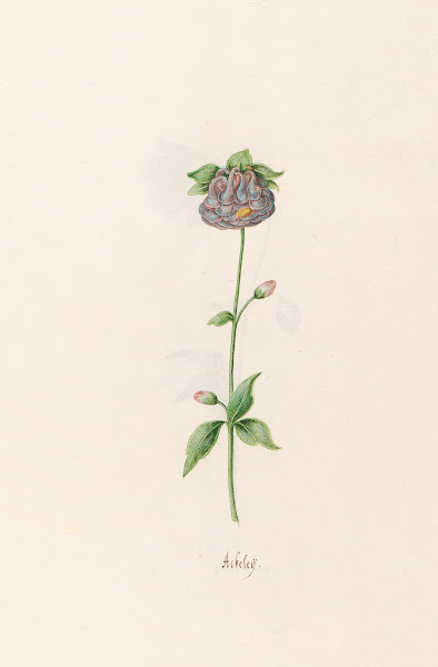Ackeleÿ 1692