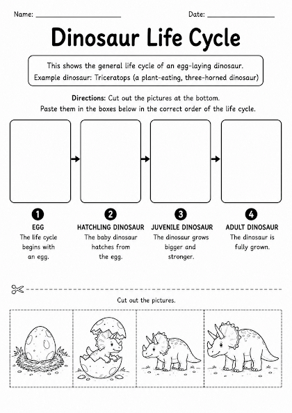 Dinosaur Life Cycle Worksheet