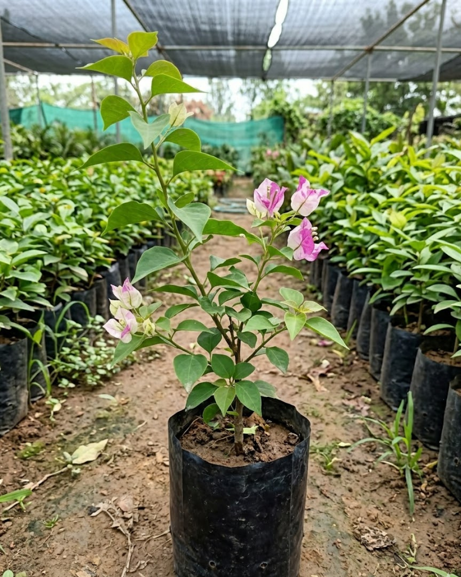 Imported Madonna Bougainvillea Plant — view 3