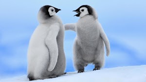 Penguins Wallpaper