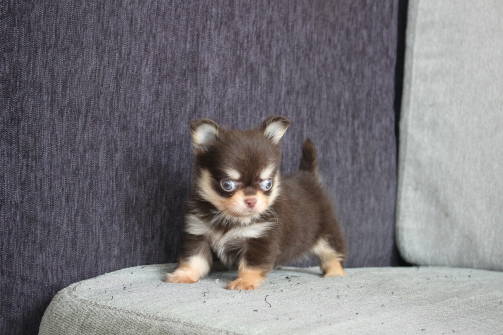 1/22出生 2號高端優質近茶杯長毛吉娃娃巧克力奶油四目弟弟