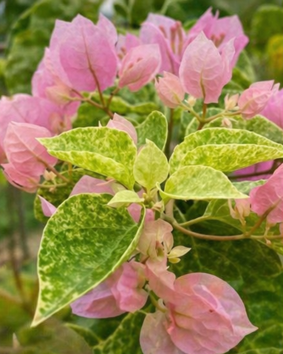 Imported Snow Pink Bougainvillea Plant — view 3