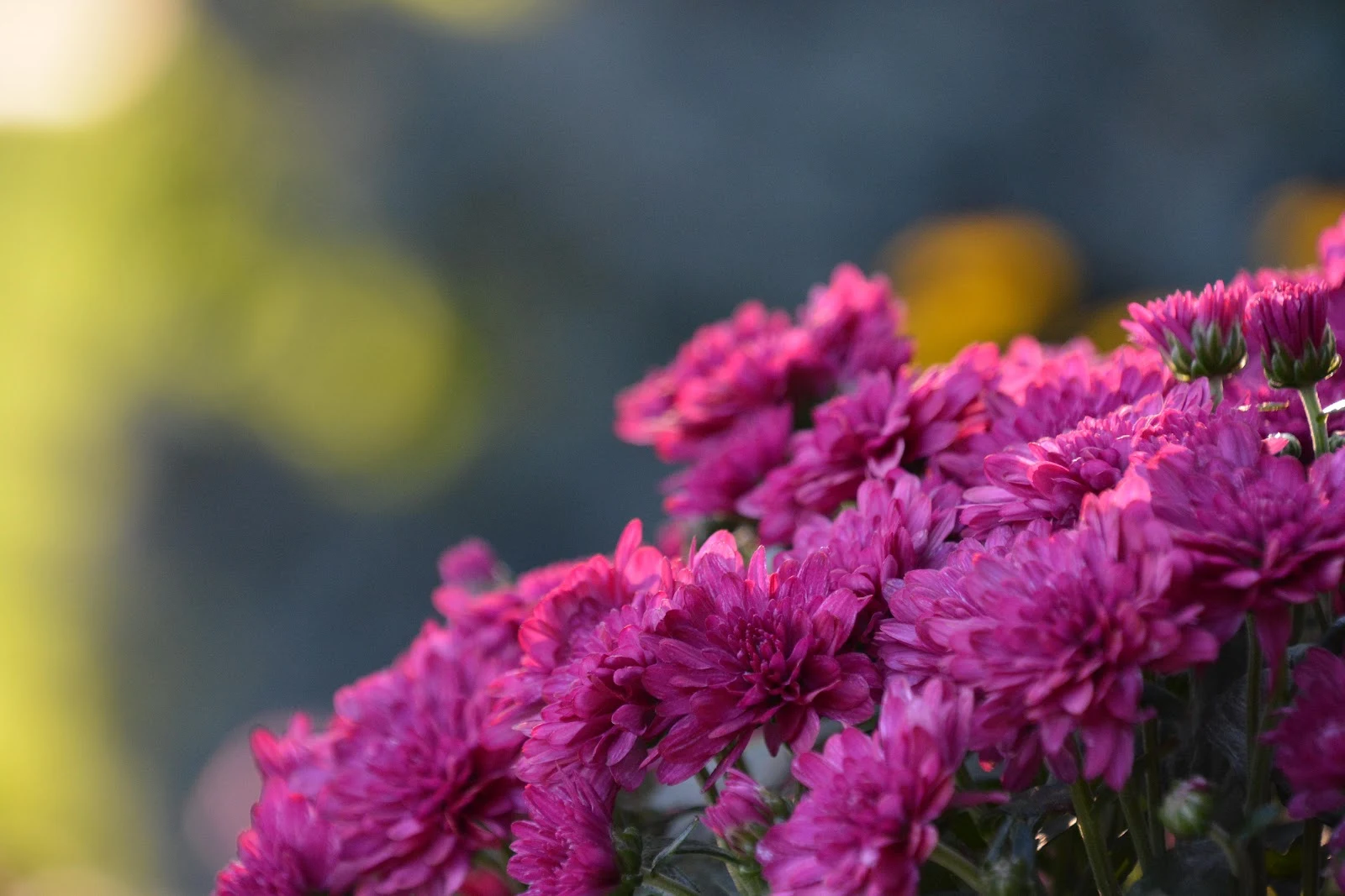 Vibrant Purple Chrysanthemum Flowers - Macro Photography 5K Wallpaper (6000x4000)