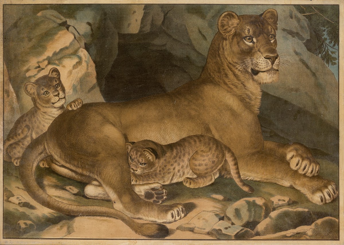 Lion and lioness 1888