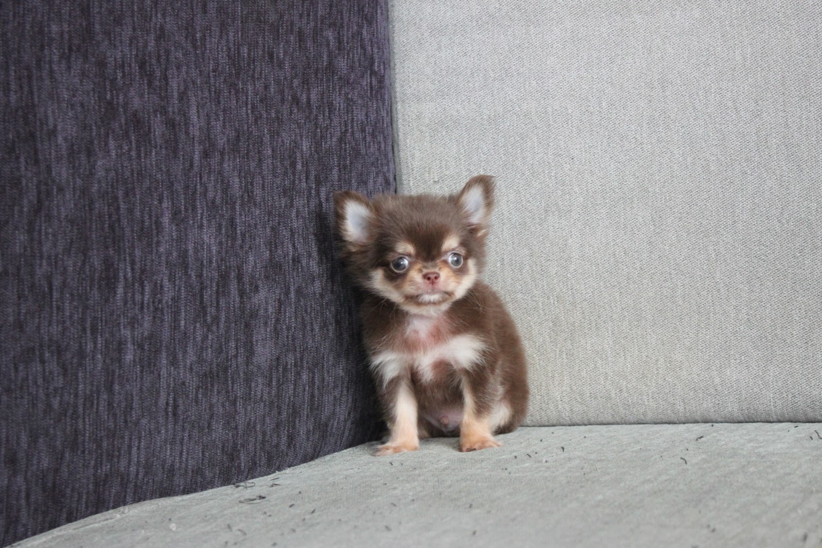 11/8出生 高端優質迷你長毛吉娃娃巧克力奶油四目弟弟