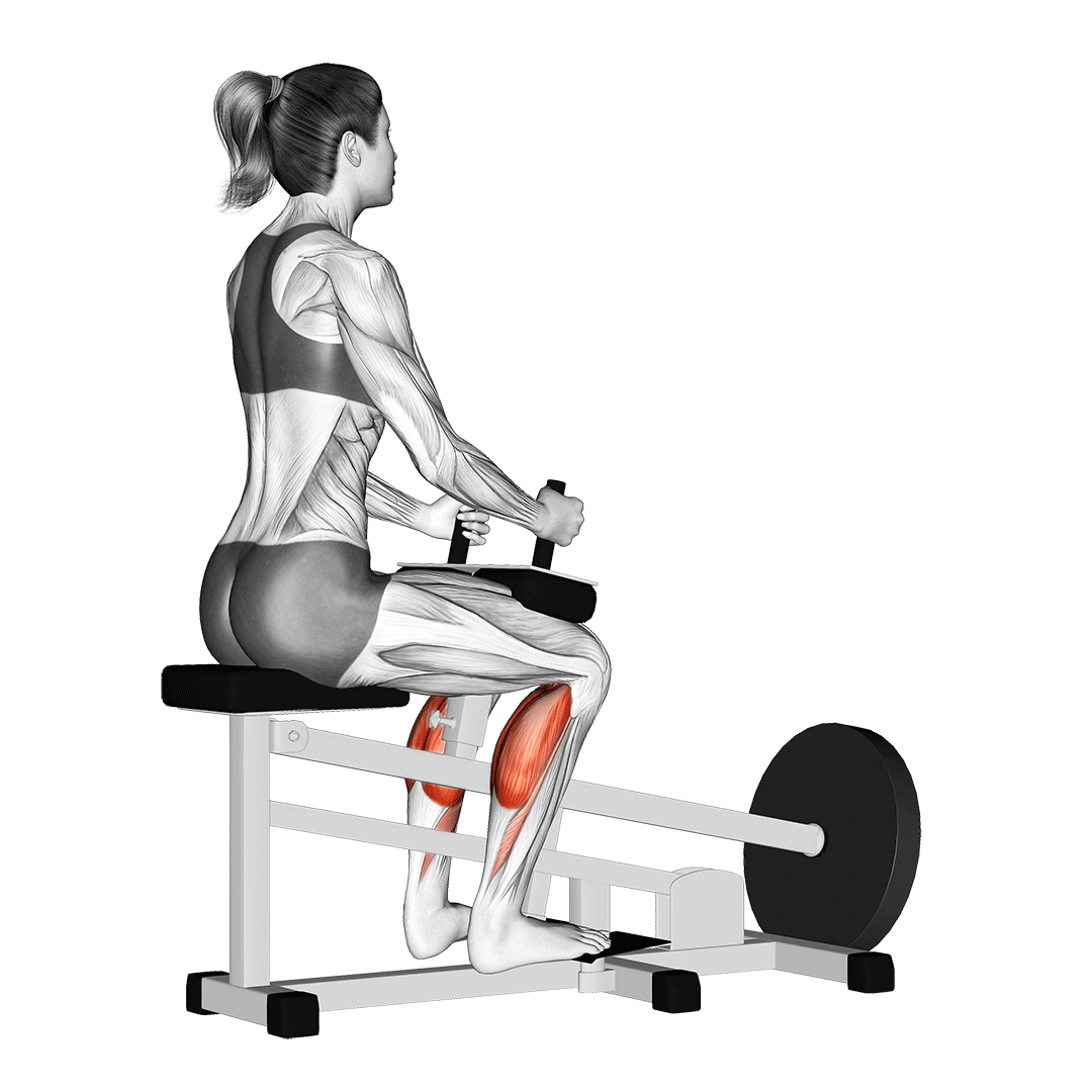 Seated Calf Raise Machine